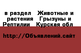  в раздел : Животные и растения » Грызуны и Рептилии . Курская обл.